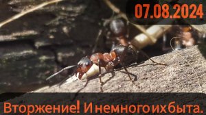 07.08.2024 Разгром муравейника фусок / немного быта.