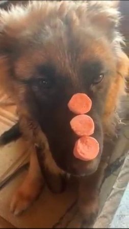 Собака некусака
