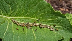 Бабочки вредители капусты - Советы огородные