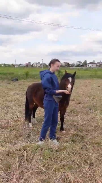 Свободные лошади 🔥 #лошади #конюшня #конныйклуб #конныйспорт смотреть онлайн