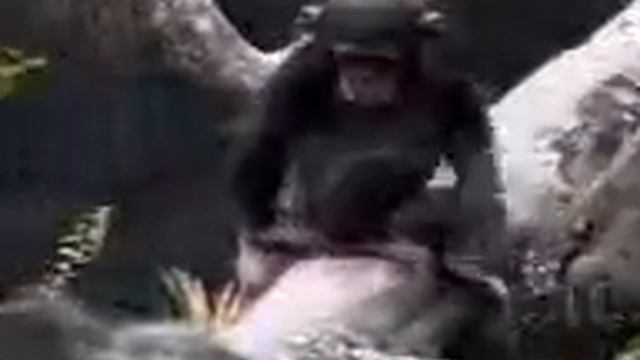 Обезьяна тешет жопу смотреть онлайн