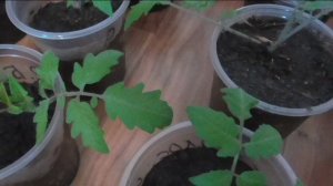 Укорененные помидоры на следующий день