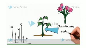 Өсімдік бөліктері қандай қызмет атқарады, Чикинаева Гульдана