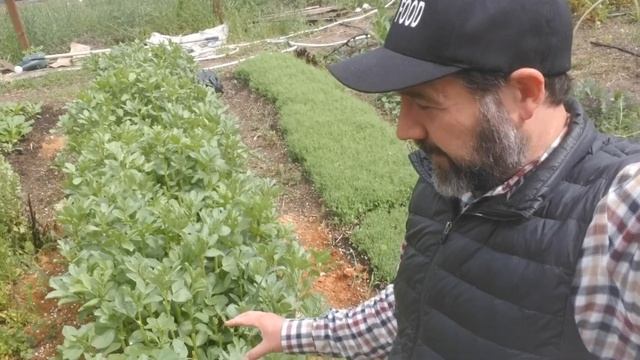 Eat More Sustainable Plants: Fava Bean Greens