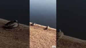 Фалак Моро Накуш Мо Навчавонем