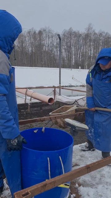 Запуск форели смотреть онлайн