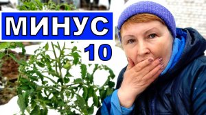 Как спасаю растения в теплице в этот зимний апрель. Каждую ночь минус 10-12 градусов