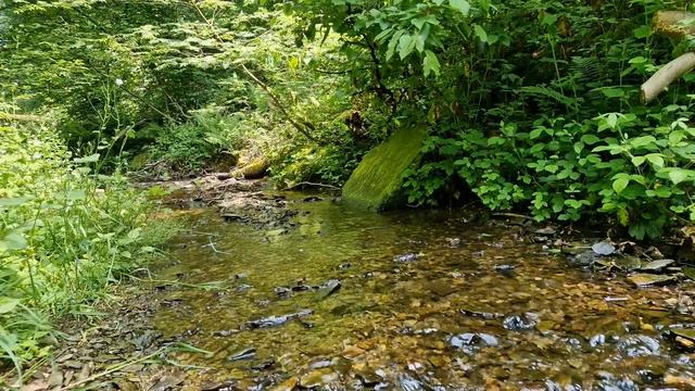 Отдохните, успокойтесь и избавьтесь от стресса под нежное журчание ручья и пение птиц. Звуки природ смотреть онлайн