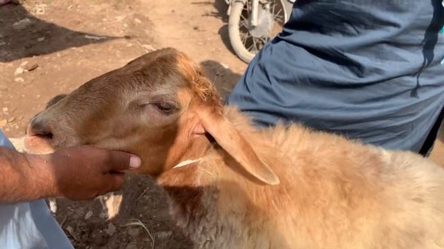 Sarband Mandi se subscriber ka soda hogaya | Bara Dumba Mandi Peshawar 2023 | MMP Epi-31 смотреть онлайн