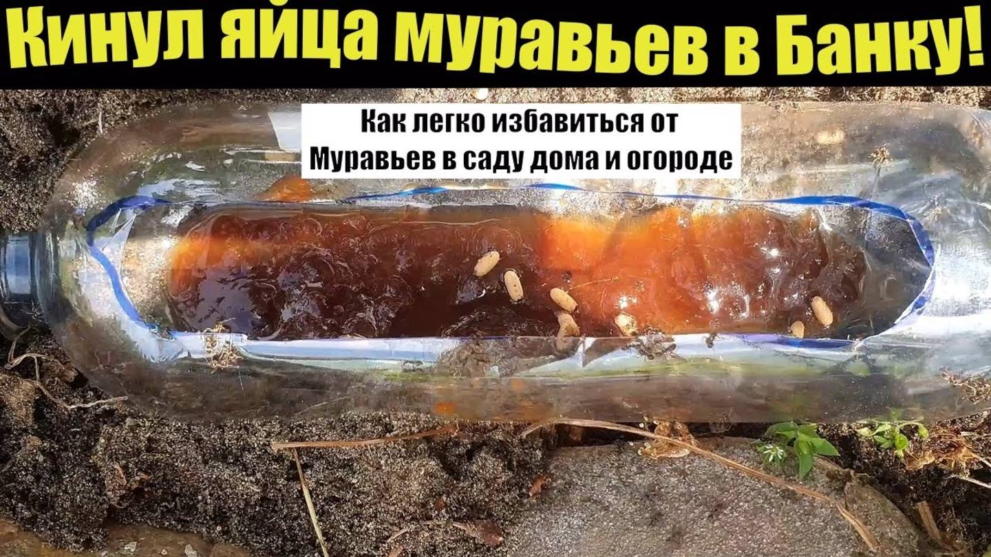 Как избавиться от муравьев в огороде? Необычный способ с яйцами и банкой - работает!