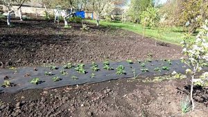 Важнейшая подкормка клубники с пересадкой на новое место! Рекордные урожаи обеспечены!