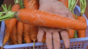 Как посеять морковь и вырастить большой урожай