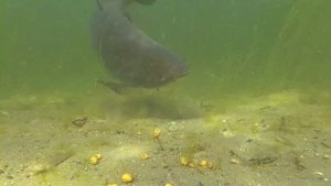 Ловля крупного карпа под водой (амурского)