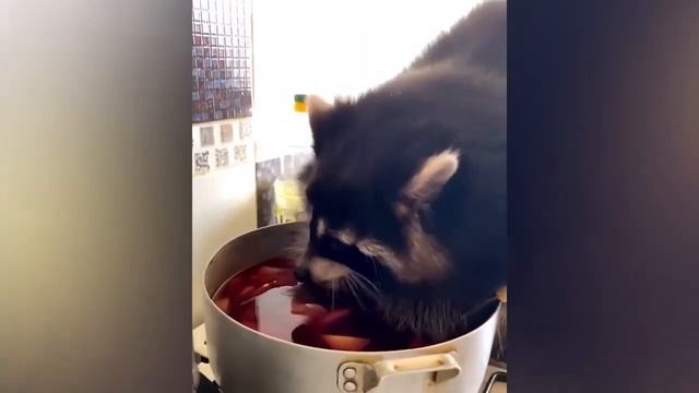Смешные коты и собаки из тик ток Выпуск #9