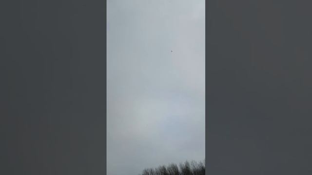 10-04-2025  птицы   летят вдаль