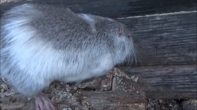 Моя жизнь в ДЕРЕВНЕ. РЕГИОН 60. Нутрии утро. смотреть онлайн