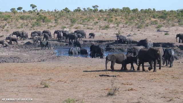 4K African Animals - Kakum National Park, Ghana - Scenic Wildlife Film with Relaxing Piano Music