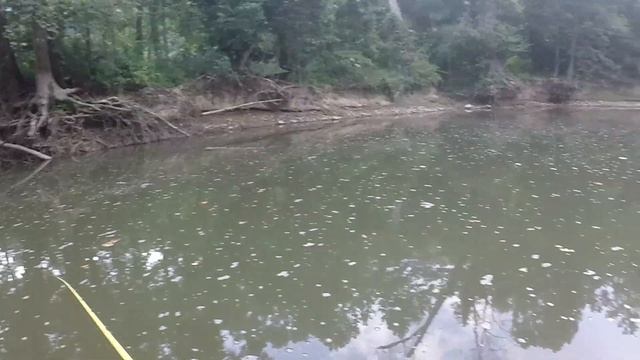 Creek Fishing with the Rapala Shad Rap Deep Runner смотреть онлайн