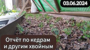 Отчет по кедрам и другим хвойным 03.06.2024