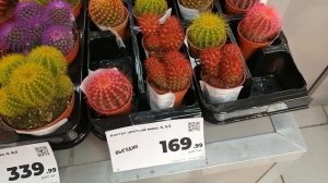 Кактусы в "Магните"