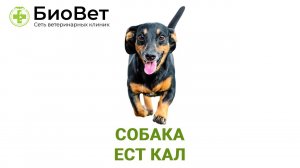 Собака ест фекалии, что делать
