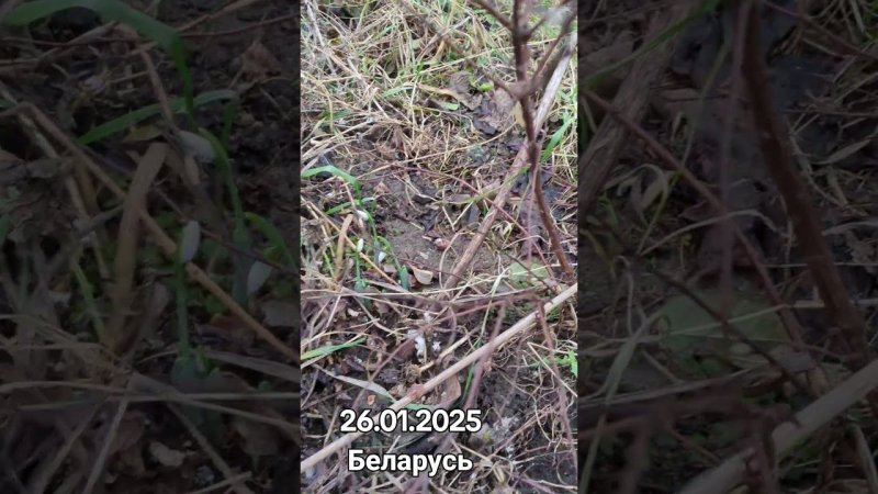 ЗИМНИЕ ПОДСНЕЖНИКИ