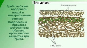 Биология 5-6 класс Параграф 26 "Лишайники комплексные симбиотические организмы" (Пасечник) аудио