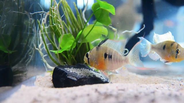 Mikrogeophagus altispinosa spawn 19-1-16 смотреть онлайн