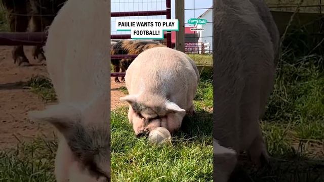 📌Life In A Pig Sanctuary 🐷
#смешныеживотные #уходзаживотными #милыезверята