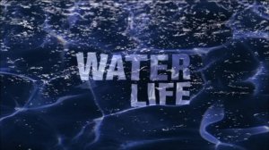 26 сезон 10 серия | Вода защитница | Водная жизнь