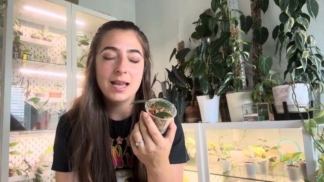 🌱 My Entire Hoya Lacunosa Collection 🌱 смотреть онлайн