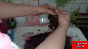 Казус с авито.Отправляю черенки БУГЕНВИЛИИ"домой"