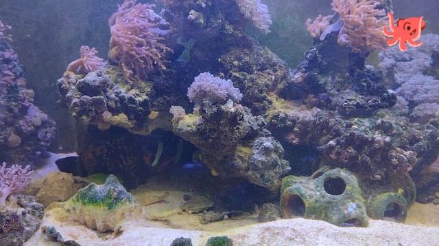 морской аквариум рыбный