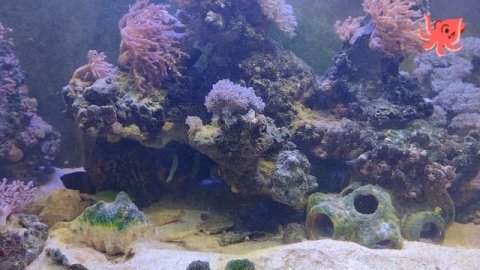 морской аквариум рыбный