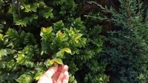 Бузина чорна Lace up vs Black Lace