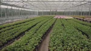 Гранат — выращивание в домашних условиях из косточки - Деревья