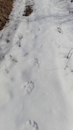 Следы росомахи на 5й стройке.Дача.Камчатка.Животные