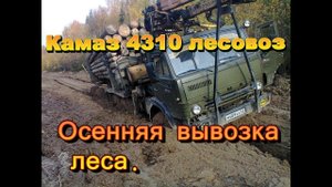Камаз 4310 лесовоз. Осенняя вывозка леса.