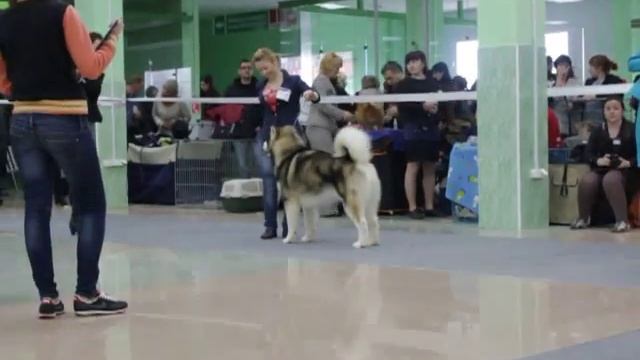 Ринг Маламутов CACIB Белгород 07.04.2013 смотреть онлайн