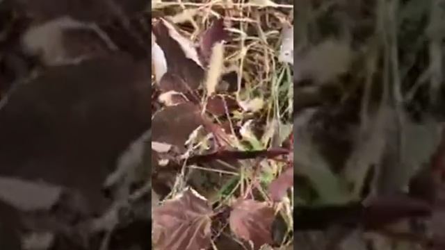 Маравилла сортундагы малина көчөтүнө буюртма алабыз!