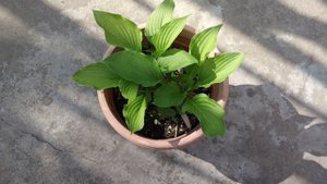 Hosta 'Holar Snake Valley'