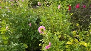 DAHLIA SAKURA FUBUKI IN PARK VORDENSTEIN UIT 2022