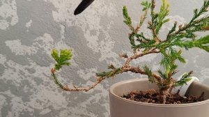 Можжевельник. Часть 4