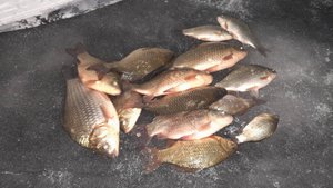 ЗАКРЫТИЕ ЗИМНЕГО СЕЗОНА 2024 - 2025... РЫБАЛКА СУПЕР!!! Карась порадовал своими поклёвками.