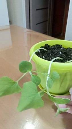 Эксперемент. Дыня Эфиопка. С момента первых всходов прошло 11 дней...
