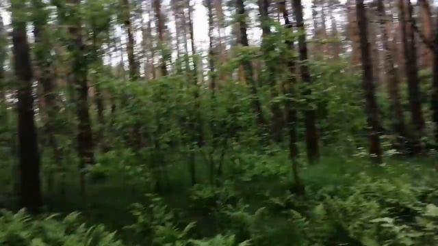 Набраться энергии от леса, нам очень нравиться и полезно. Анфиса Жаббарова. смотреть онлайн