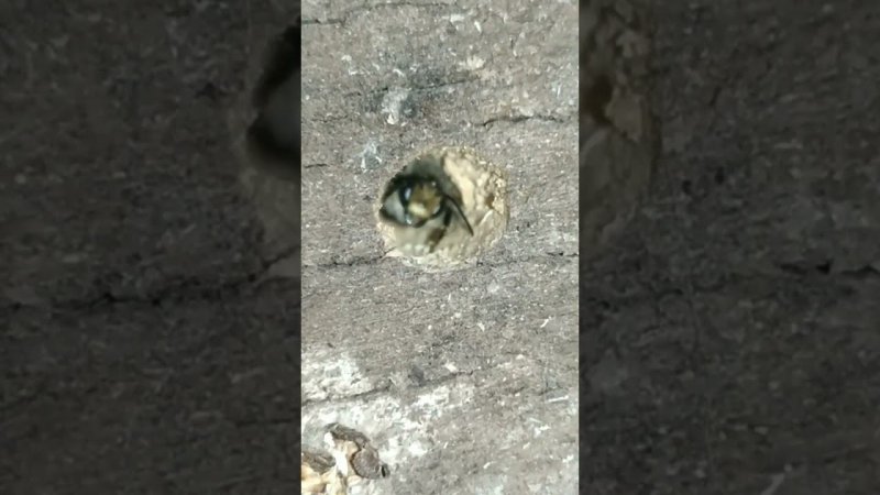 Osmia Осмия #пчела #osmia