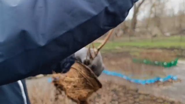 Жимолость. саженцы жимолости.