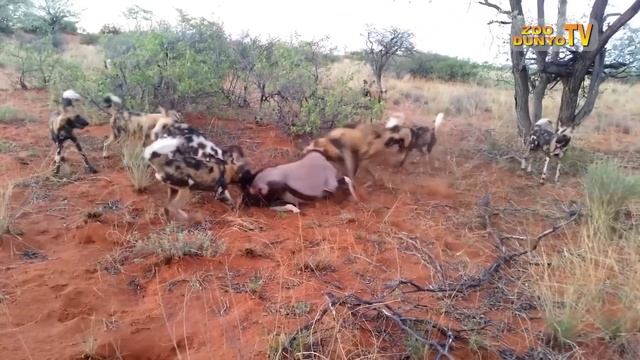 GEPARD! HAYVONAT OLAMINING ENG TEZKOR CHOPAG'ONLARI! UNDAN QOCHIB QUTILA OLISH HAR KIMGA HAM EMAS!! смотреть онлайн