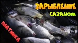 Зарыбление озера сазаном.